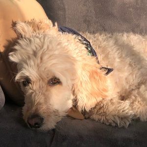 Meet your Posher, Mackenzie